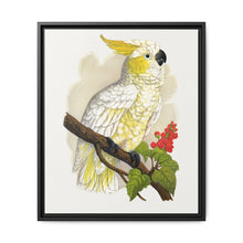 Lesser Lemon-Crested Cockatoo (Cacatua sulphurea) colored wood-engraved plate by Alexander Francis Lydon - NOMADEN ART GALLERY