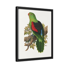 Red-winged parakeet (Aprosmictus erythropterus) colored wood-engraved plate by Alexander Francis Lydon