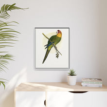 Carolina Parrot (Conuropsis carolinensis) colored wood-engraved plate by Alexander Francis Lydon.