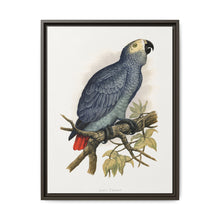 Grey Parrot (Psittacus erithacus) colored wood-engraved plate by Alexander Francis Lydon. - NOMADEN ART GALLERY