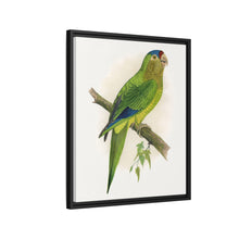 Petz's Conure (Aratinga canicularis) colored wood-engraved plate by Alexander Francis Lydon