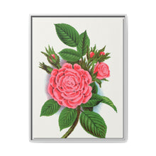 Pink rose, Salet Moss lithograph. Digitally enhanced from our own original 1900 edition plates of Botanical Specimen published by Rochester Lithographing - NOMADEN ART GALLERY