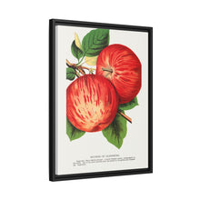 Duchess of Oldenburg apples lithograph from Botanical Specimen published by Rochester Lithographing