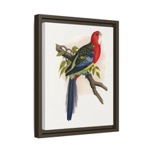 Rose-Hill or Rosella Parrakeet (Platycercus eximius) colored wood-engraved plate by Alexander Francis Lydon