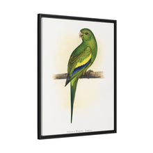 Canary-Winged Conure ( Brotogeris versicolurus) colored wood-engraved plate by Alexander Francis Lydon