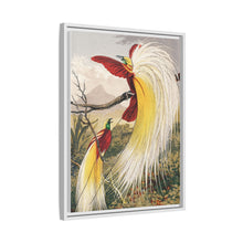 Birds of Paradise: Vintage Natural History Art by Benjamin Fawcett (1808 - 1893)