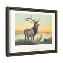 The Wapiti from Zoological sketches (1861-1867) by Joseph Wolf and Philip Lutley Sclater