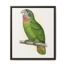 Jamaica Parrot (Amazona collaria) colored wood-engraved plate by Alexander Francis Lydon - NOMADEN ART GALLERY