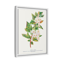 Spirea Aurea flowers lithograph. Digitally enhanced from our own original 1900 edition plates of Botanical Specimen published by Rochester Lithographing