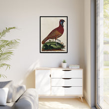 A horned Indian pheasant standing on the grass by J. Pass after J. E. Ihle.