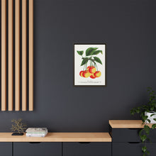 Gov Wood cherry lithograph. Digitally enhanced from our own original 1900 edition plates of Botanical Specimen published by Rochester Lithographing