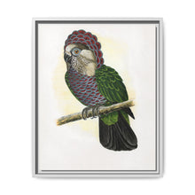 Hawk-Headed Parrot (Deroptyus accipitrinus) colored wood-engraved plate by Alexander Francis Lydon. - NOMADEN ART GALLERY