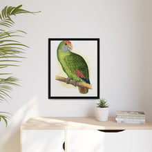 Dufresne's Amazon (Amazona dufresniana) colored wood-engraved plate by Alexander Francis Lydon