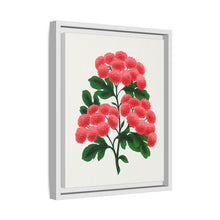 Paul's New Double Flowering Thorn lithograph. Digitally enhanced from our own original 1900 edition plates of Botanical Specimen published by Rochester Lithographing