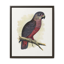 Dusky or Violet Parrot (Pionus fuscus) colored wood-engraved plate by Alexander Francis Lydon. - NOMADEN ART GALLERY