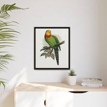 Barraband's Parakeet (Polytelis swainsonii) colored wood-engraved plate by Alexander Francis Lydon