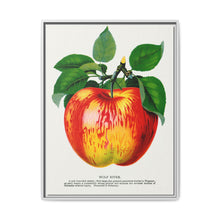 Wolf River apple lithograph. Digitally enhanced from our own original 1900 edition plates of Botanical Specimen published by Rochester Lithographing - NOMADEN ART GALLERY