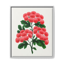 Paul's New Double Flowering Thorn lithograph. Digitally enhanced from our own original 1900 edition plates of Botanical Specimen published by Rochester Lithographing - NOMADEN ART GALLERY