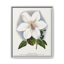 Clematis flower lithograph. Digitally enhanced from our own original 1900 edition plates of Botanical Specimen published by Rochester Lithographing - NOMADEN ART GALLERY