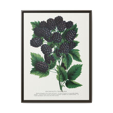 Wachusetts Thornless blackberry lithograph. Digitally enhanced from our own original 1900 edition plates of Botanical Specimen published by Rochester Lithographing - NOMADEN ART GALLERY