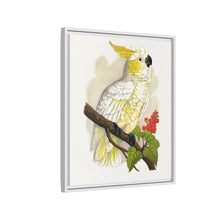 Kleiner Zitronenhaubenkakadu (Cacatua sulphurea) farbige Holzstichplatte von Alexander Francis Lydon