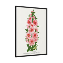 Prunus Triloba flower lithograph. Digitally enhanced from our own original 1900 edition plates of Botanical Specimen published by Rochester Lithographing