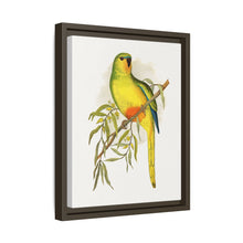Orange-Bellied Parrakeet (Neophema chrysogaster) colored wood-engraved plate by Alexander Francis Lydon.