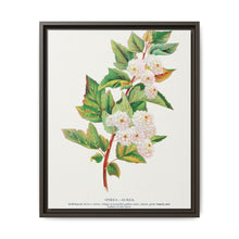 Spirea Aurea flowers lithograph. Digitally enhanced from our own original 1900 edition plates of Botanical Specimen published by Rochester Lithographing - NOMADEN ART GALLERY