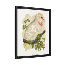 Placa xilográfica coloreada de cacatúa de pico fino (Cacatua tenuirostris) de Alexander Francis Lydon.