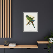 llliger's Macaw (Primolius maracana) colored wood-engraved plate by Alexander Francis Lydon
