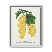 White grape lithograph. Digitally enhanced from our own original 1900 edition plates of Botanical Specimen published by Rochester Lithographing - NOMADEN ART GALLERY
