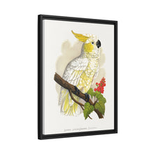Kleiner Zitronenhaubenkakadu (Cacatua sulphurea) farbige Holzstichplatte von Alexander Francis Lydon
