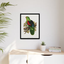 Red-winged parakeet (Aprosmictus erythropterus) colored wood-engraved plate by Alexander Francis Lydon