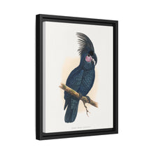 Great Black Cockatoo (Probosciger aterrimus) colored wood-engraved plate by Alexander Francis Lydon