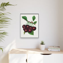 Black Tartarian cherry lithograph. Digitally enhanced from our own original 1900 edition plates of Botanical Specimen published by Rochester Lithographing