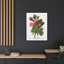 Pink roses, Crested Moss lithograph. Digitally enhanced from our own original 1900 edition plates of Botanical Specimen published by Rochester Lithographing