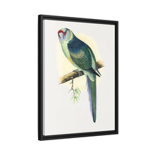 Barnard's Parrakeet (Barnardius barnardi) colored wood-engraved plate by Alexander Francis Lydon