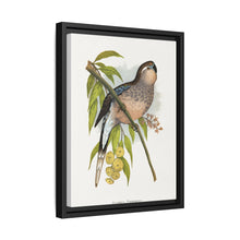 Bourke's Parrakeet (Neopsephotus bourkii) colored wood-engraved plate by Alexander Francis Lydon.