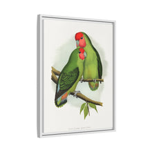 Rosy-Faced Love-Bird (Agapornis roseicollis) colored wood-engraved plate by Alexander Francis Lydon.