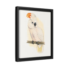 Great Salmon-Crested Cockatoo (CACATUA MOLUCCENSIS) colored wood-engraved plate by Alexander Francis Lydon. - NOMADEN ART GALLERY