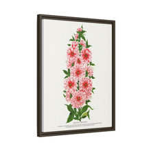 Prunus Triloba flower lithograph. Digitally enhanced from our own original 1900 edition plates of Botanical Specimen published by Rochester Lithographing