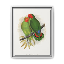 West African Love-Bird (Agapornis) colored wood-engraved plate by Alexander Francis Lydon. - NOMADEN ART GALLERY