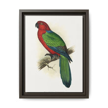 Red Shining Parrakeet (Prosopeia tabuensis) colored wood-engraved plate by Alexander Francis Lydon - NOMADEN ART GALLERY