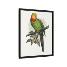 Barraband's Parakeet (Polytelis swainsonii) colored wood-engraved plate by Alexander Francis Lydon