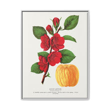 Japan Quince tree lithograph. Digitally enhanced from our own original 1900 edition plates of Botanical Specimen published by Rochester Lithographing - NOMADEN ART GALLERY