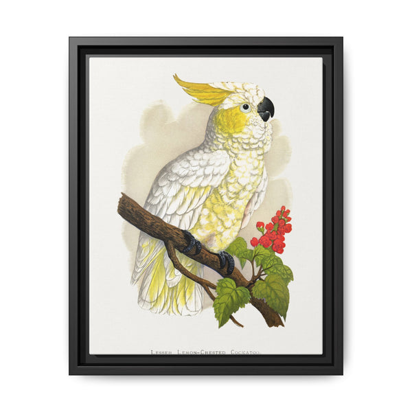 Lesser Lemon-Crested Cockatoo (Cacatua sulphurea) colored wood-engraved plate by Alexander Francis Lydon - NOMADEN ART GALLERY