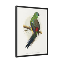 Blood or Red-Rumped Parrakeet (Psephotus haematonotus) colored wood-engraved plate by Alexander Francis Lydon