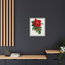 Red rose, Alfred Colomb lithograph. Digitally enhanced from our own original 1900 edition plates of Botanical Specimen published by Rochester Lithographing