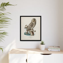 Strix uralensis ♀ illustrated by the von Wright brothers from our own 1929 folio version of Svenska Fåglar Efter Naturen Och Pa Sten Ritade - NOMADEN ART GALLERY