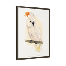 Great Salmon-Crested Cockatoo (CACATUA MOLUCCENSIS) colored wood-engraved plate by Alexander Francis Lydon.